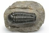 Detailed Austerops Trilobite - Top Quality Specimen #225377-5